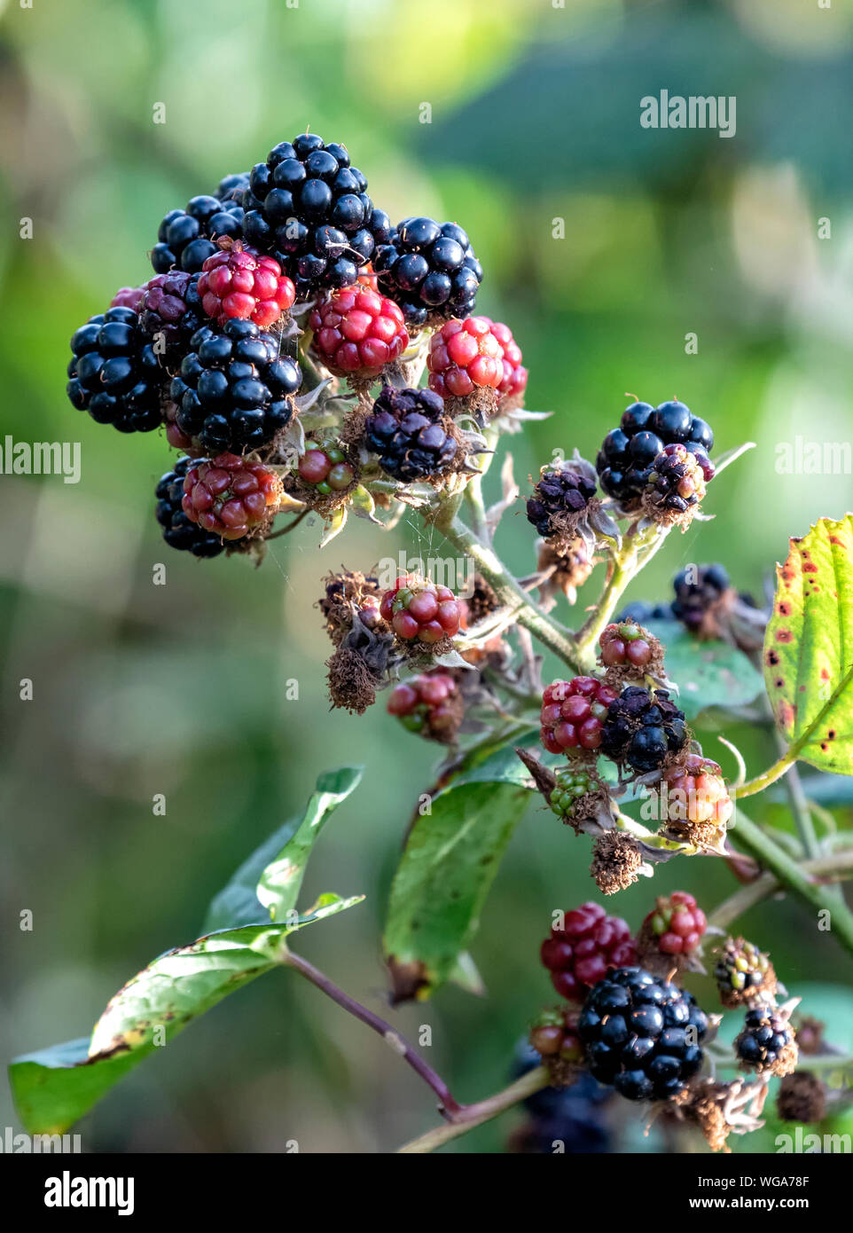 Luscious juicy ripe Blackberries growing wild on a Bramble plant Stock