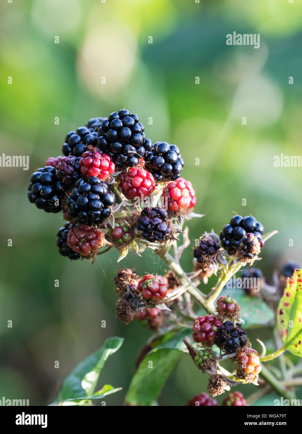 Bramble or brambleberry stock image. Image of tangled - 128721473