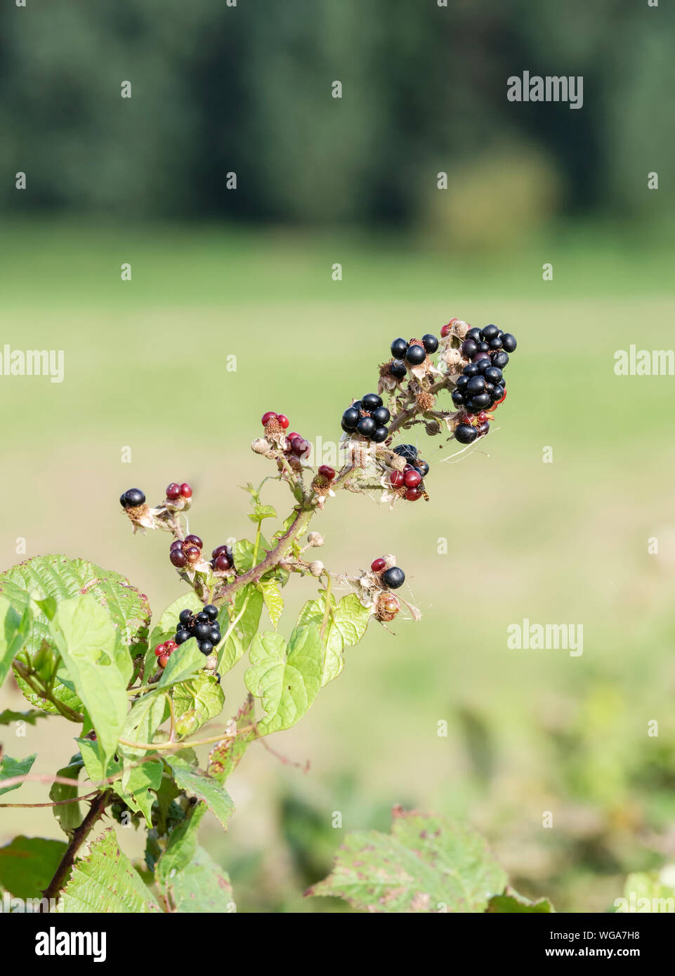 Brambles and thorns hi-res stock photography and images - Alamy