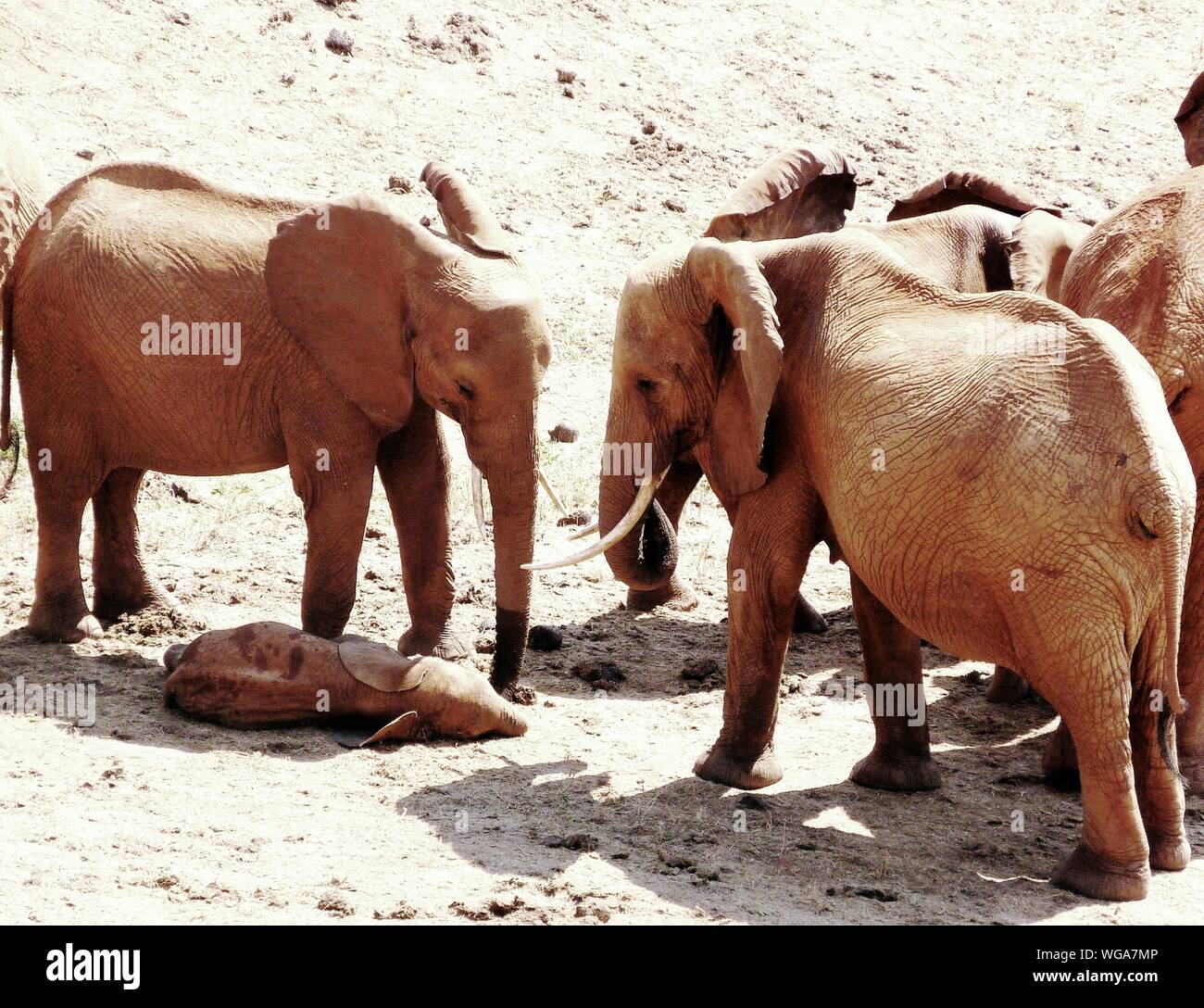 Elephant lying down hires stock photography and images Alamy