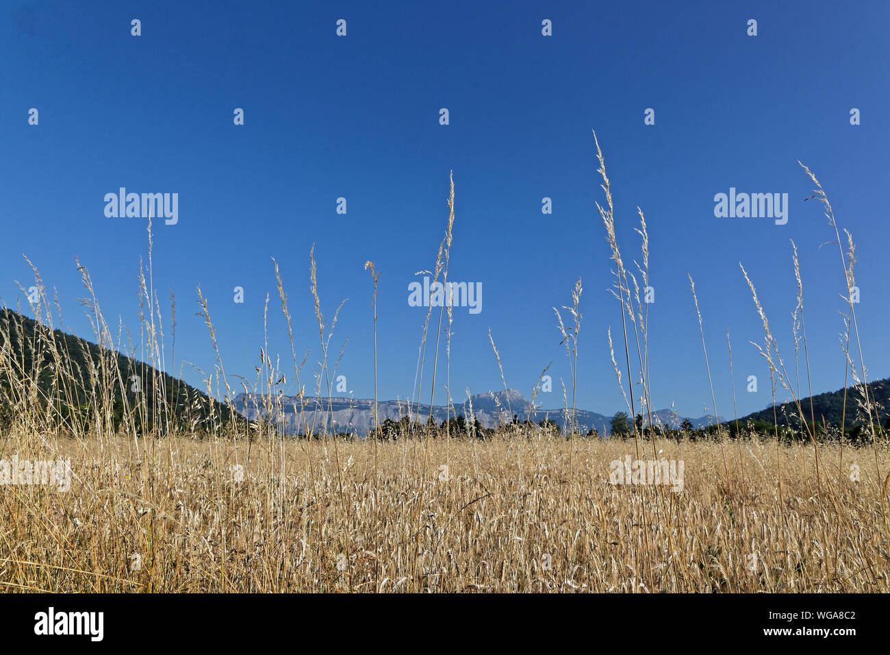 Fields and spikes with Chartreuse mountain range in the background on a sunny summer day Stock Photo