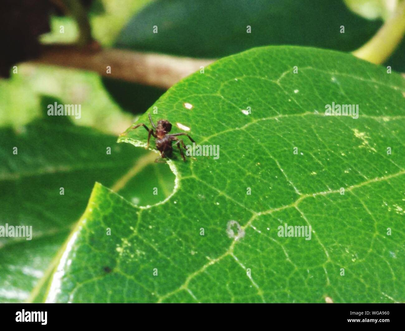 Ant eating leaf hires stock photography and images Alamy
