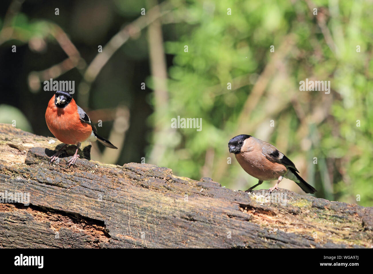 Brighly coloured Male (left) and dowdy Female Bullfinch (Pyrrhula Pyrrhula) perched on wooden log. Stock Photo