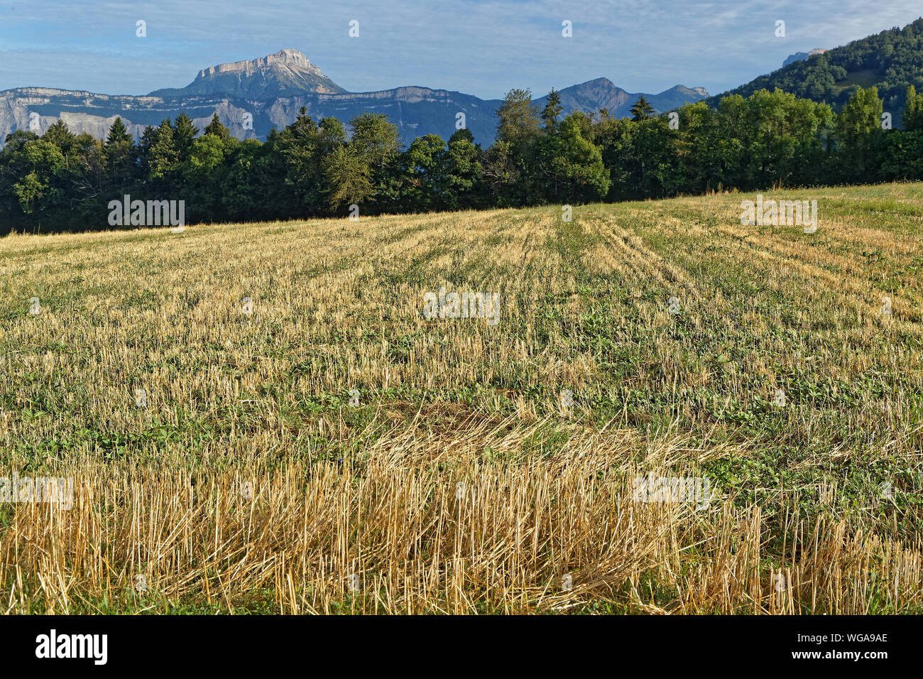 Harvested fields with Chartreuse mountain range in the background on a sunny summer day Stock Photo