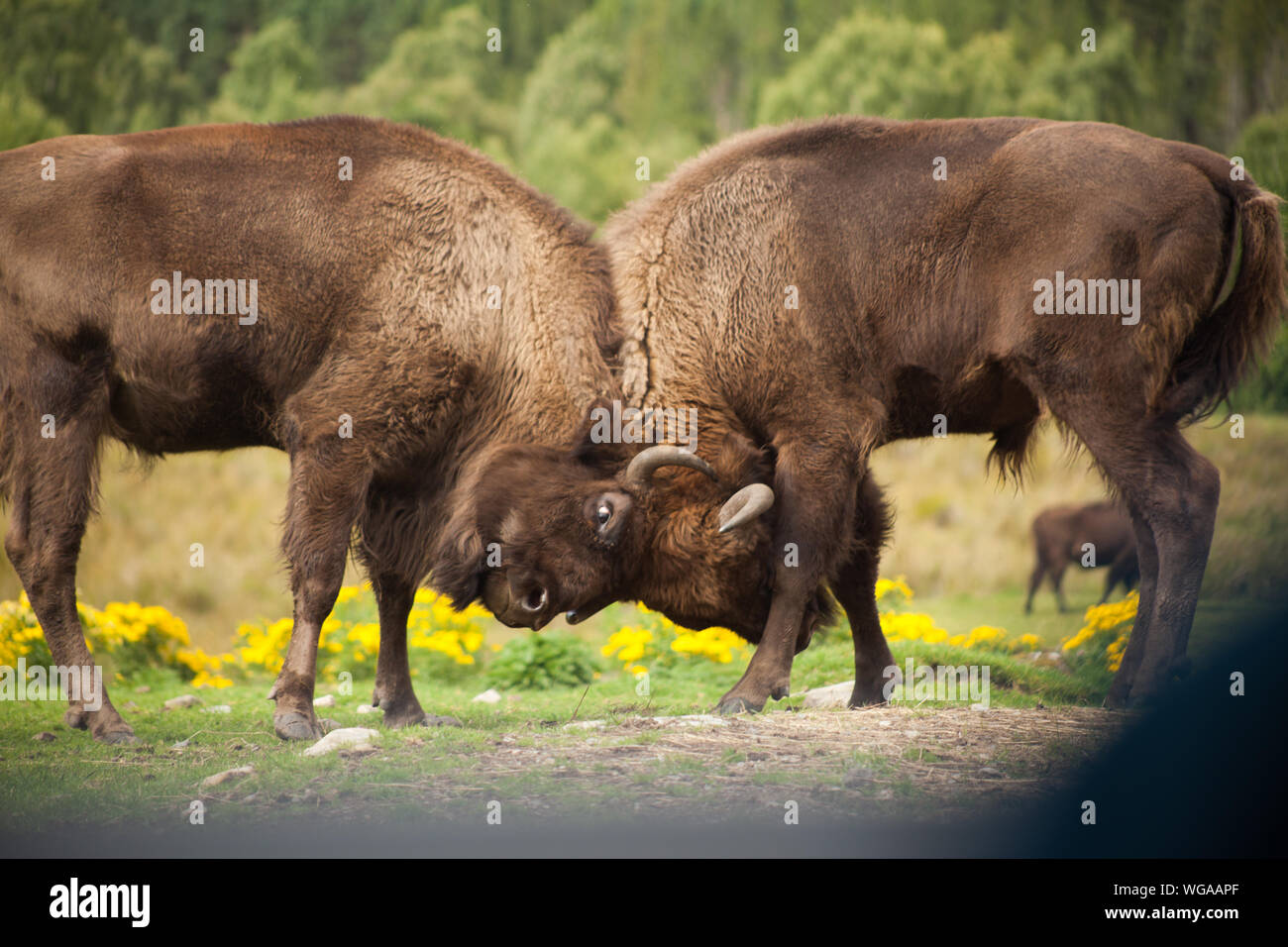 American Bison And Fighting High Resolution Stock Photography and ...