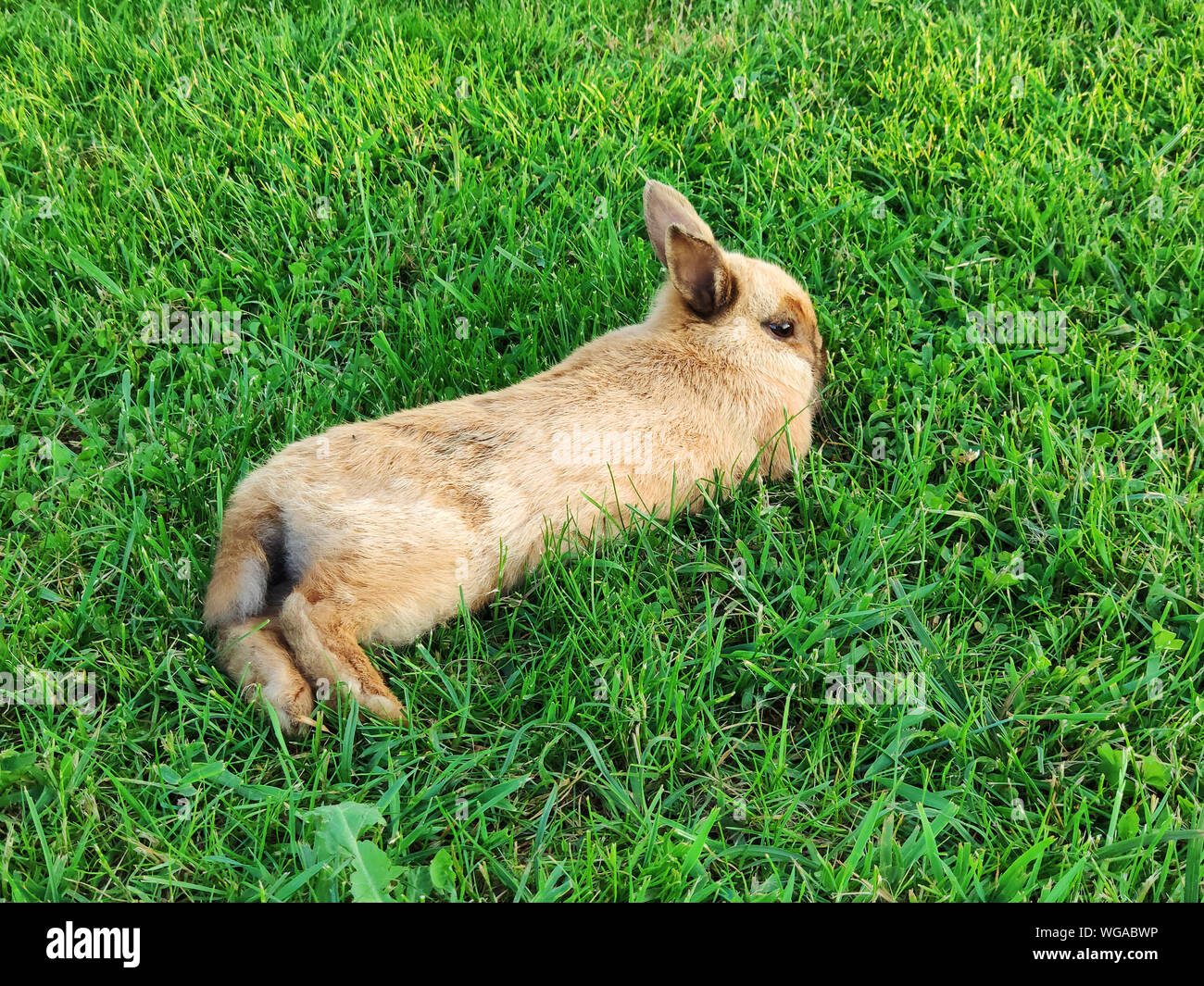 Cool rabbit relaxing in the grass of a campground Stock Photo - Alamy