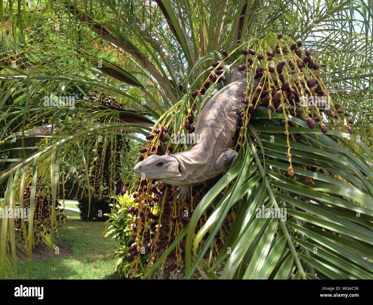 Lizard Palm Gray lizard in wild hi-res stock photography and images - Alamy