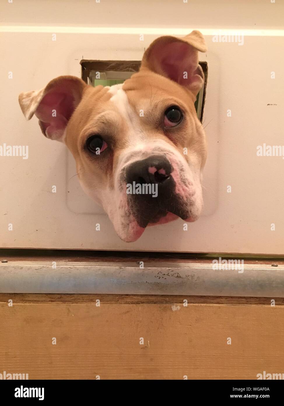 Dog stuck hires stock photography and images Alamy