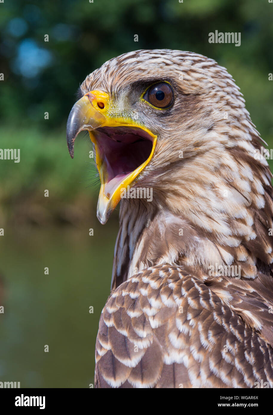 Close-up Of Yellow-billed Kite Squawking Outdoors Stock Photo