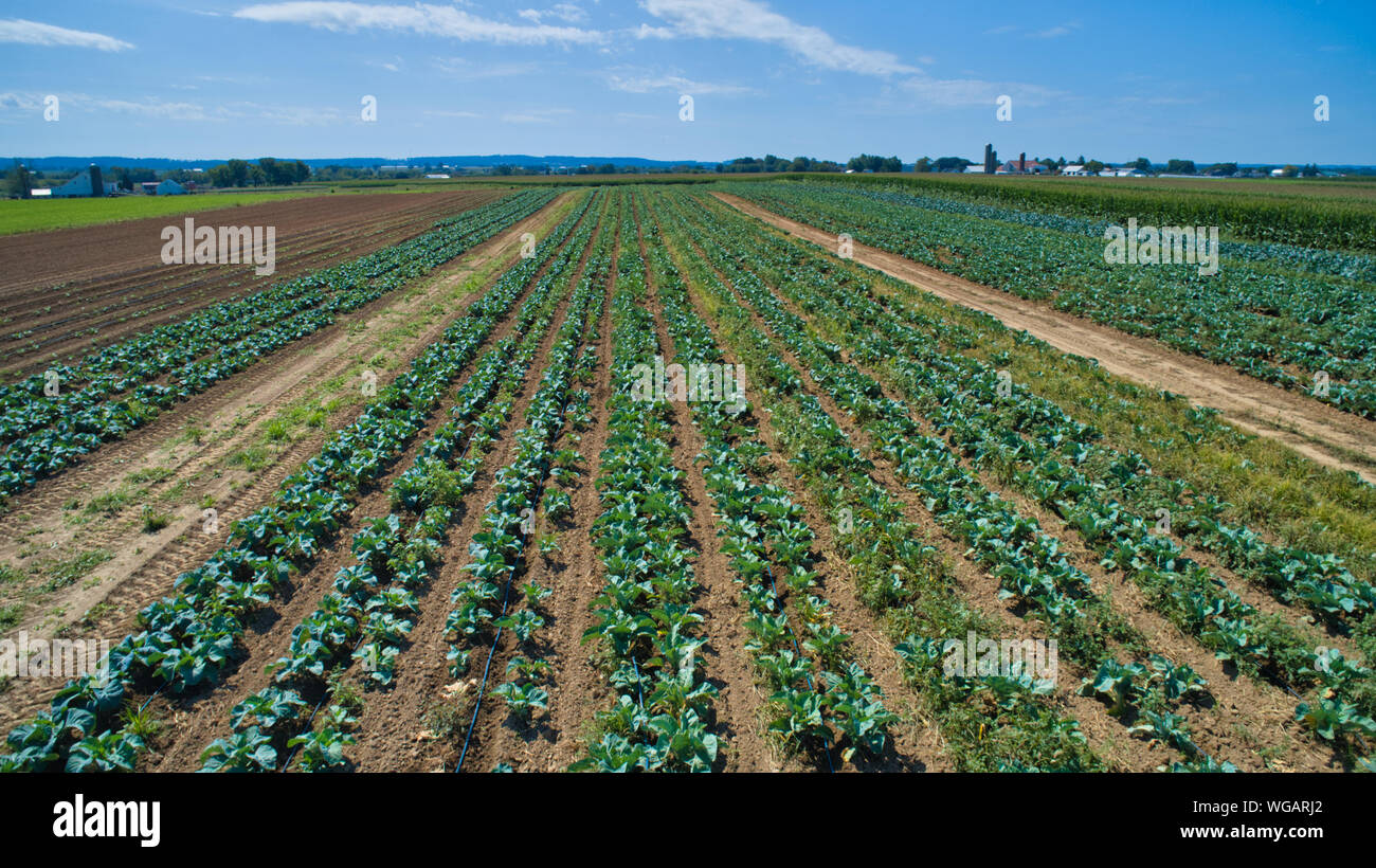 An Aerial View of Farm Agriculture Plants in Rows on a Summer Day as