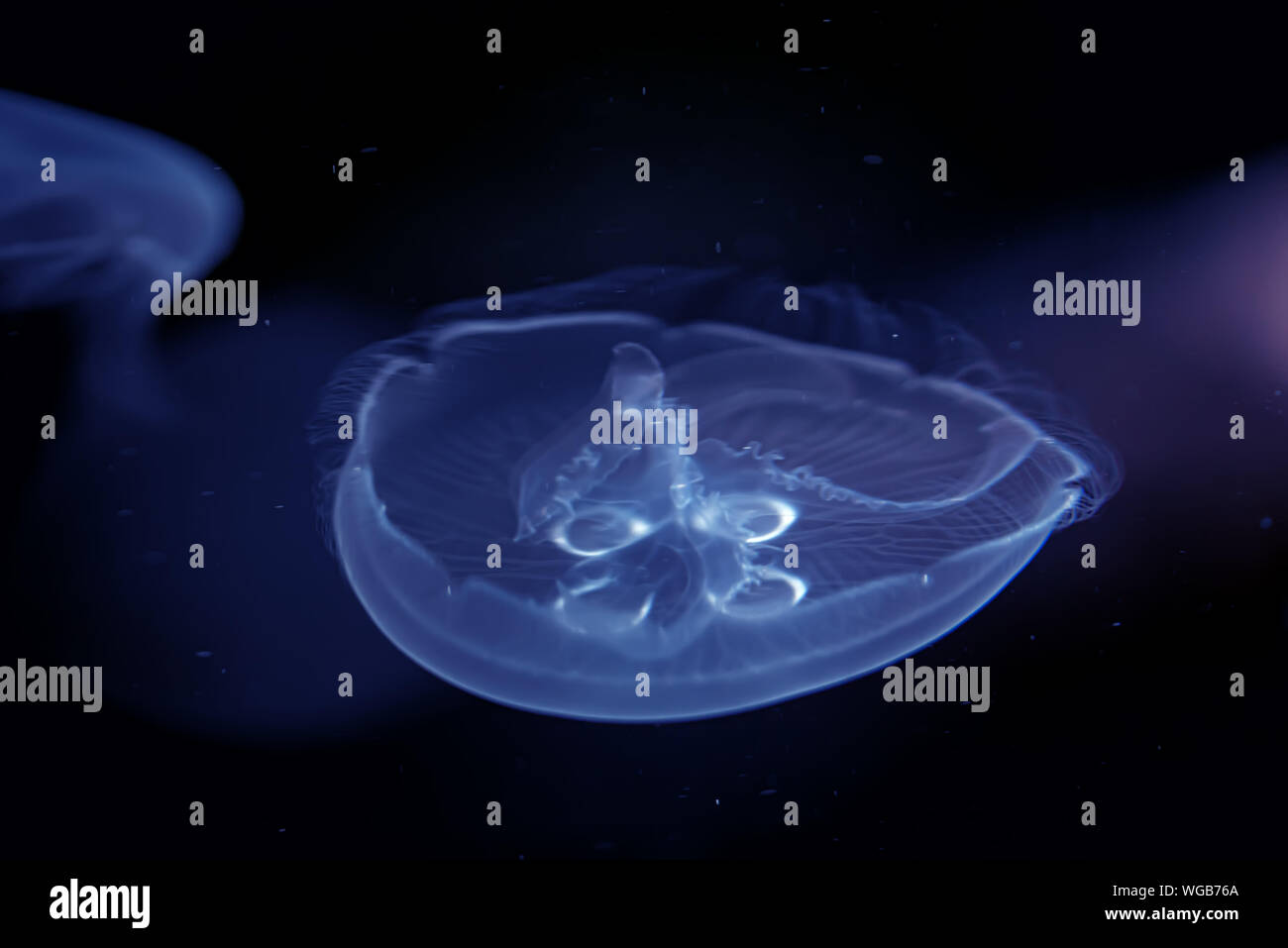 Sea Moon jellyfish float in the deep dark blue water Stock Photo - Alamy