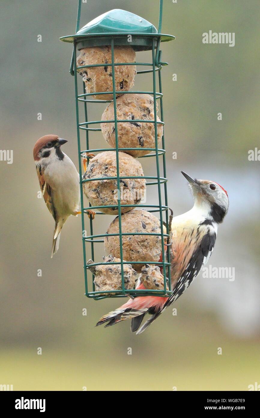 Woodpeckers On Bird Feeder Stock Photos Woodpeckers On Bird