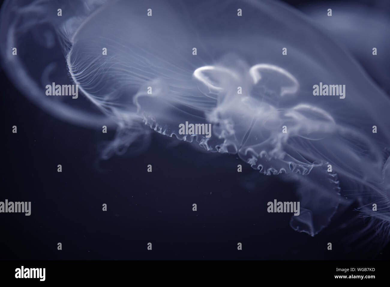Sea Moon jellyfish float in the deep dark blue water Stock Photo - Alamy