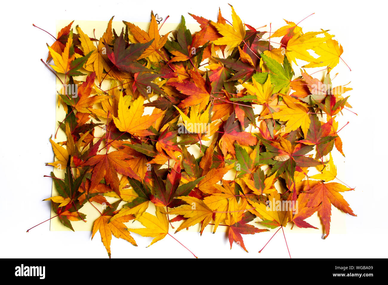 Autumn leaves on a white background with copy space Stock Photo - Alamy