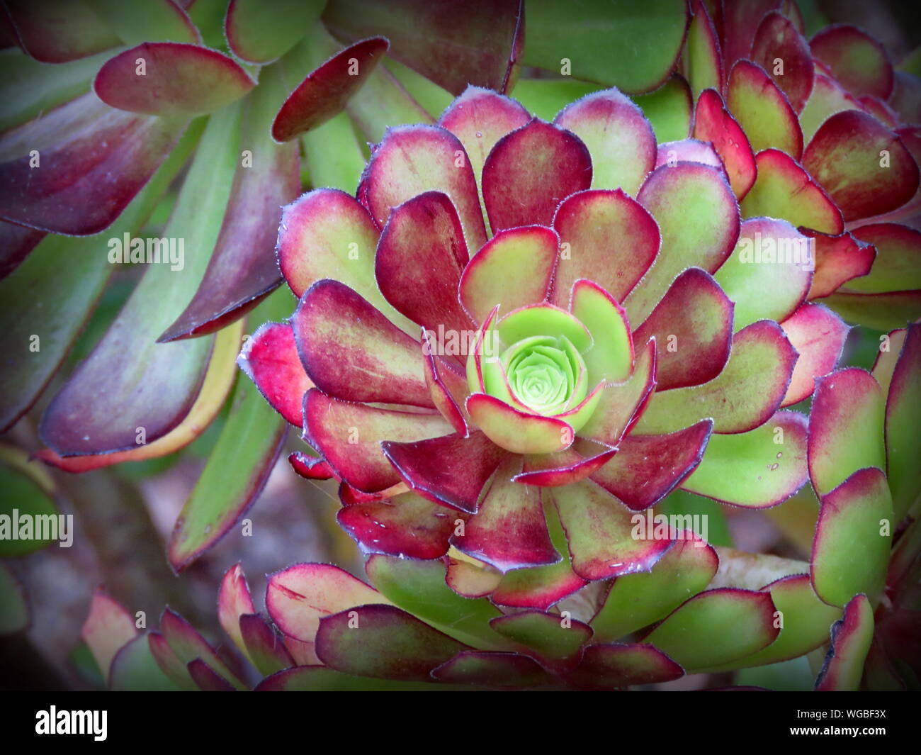 Close-up Of Pink And Green Succulent Stock Photo
