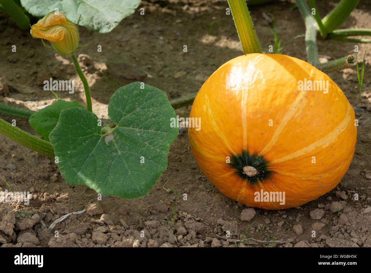 Green food, close up to an Uchiki Kuri pumpkin, ready to harvest Stock Photo