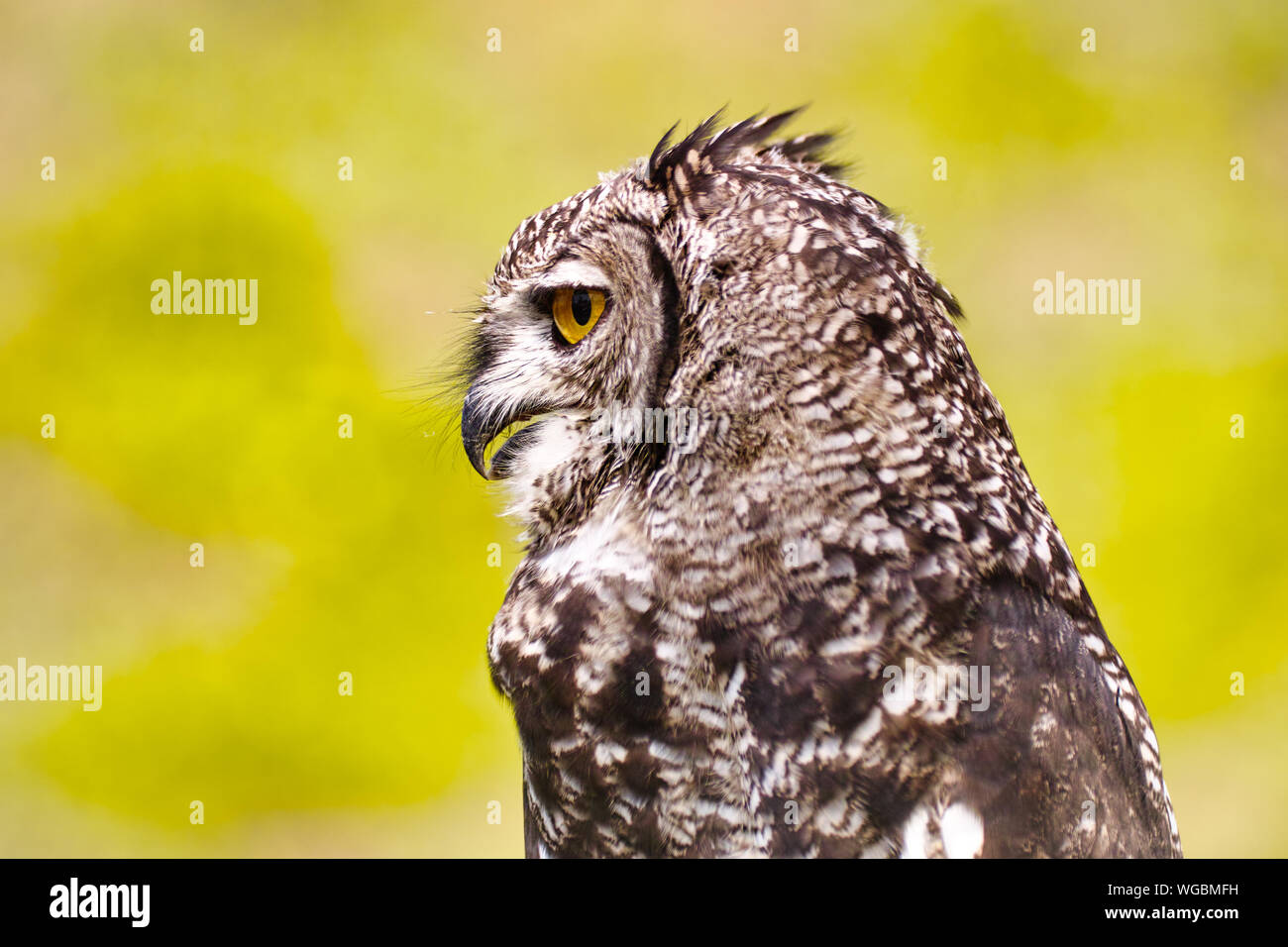 Great Horned Owl, Bubo Virginianus Subarcticus, portrait Stock Photo