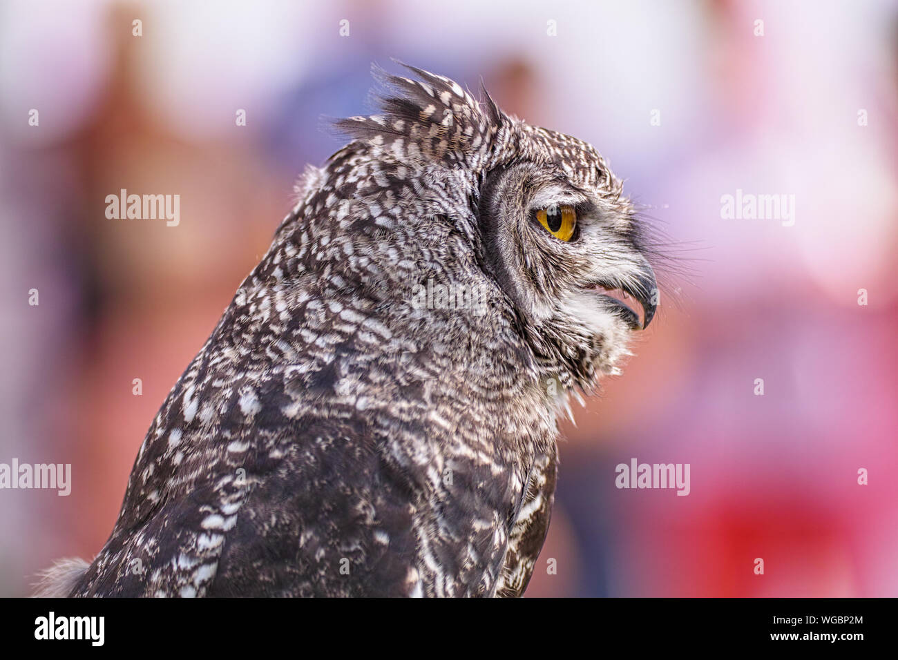 Great Horned Owl, Bubo Virginianus Subarcticus, portrait Stock Photo