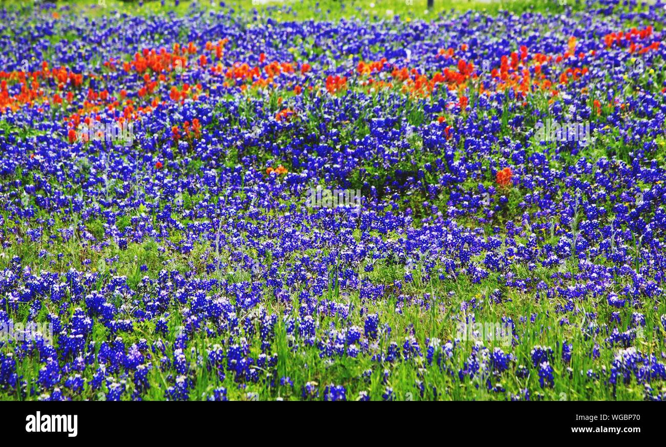 Full Frame Shot Of Flowering Plant Field Stock Photo