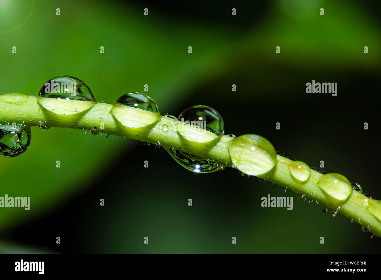 Rain forest tree detail hi-res stock photography and images - Alamy
