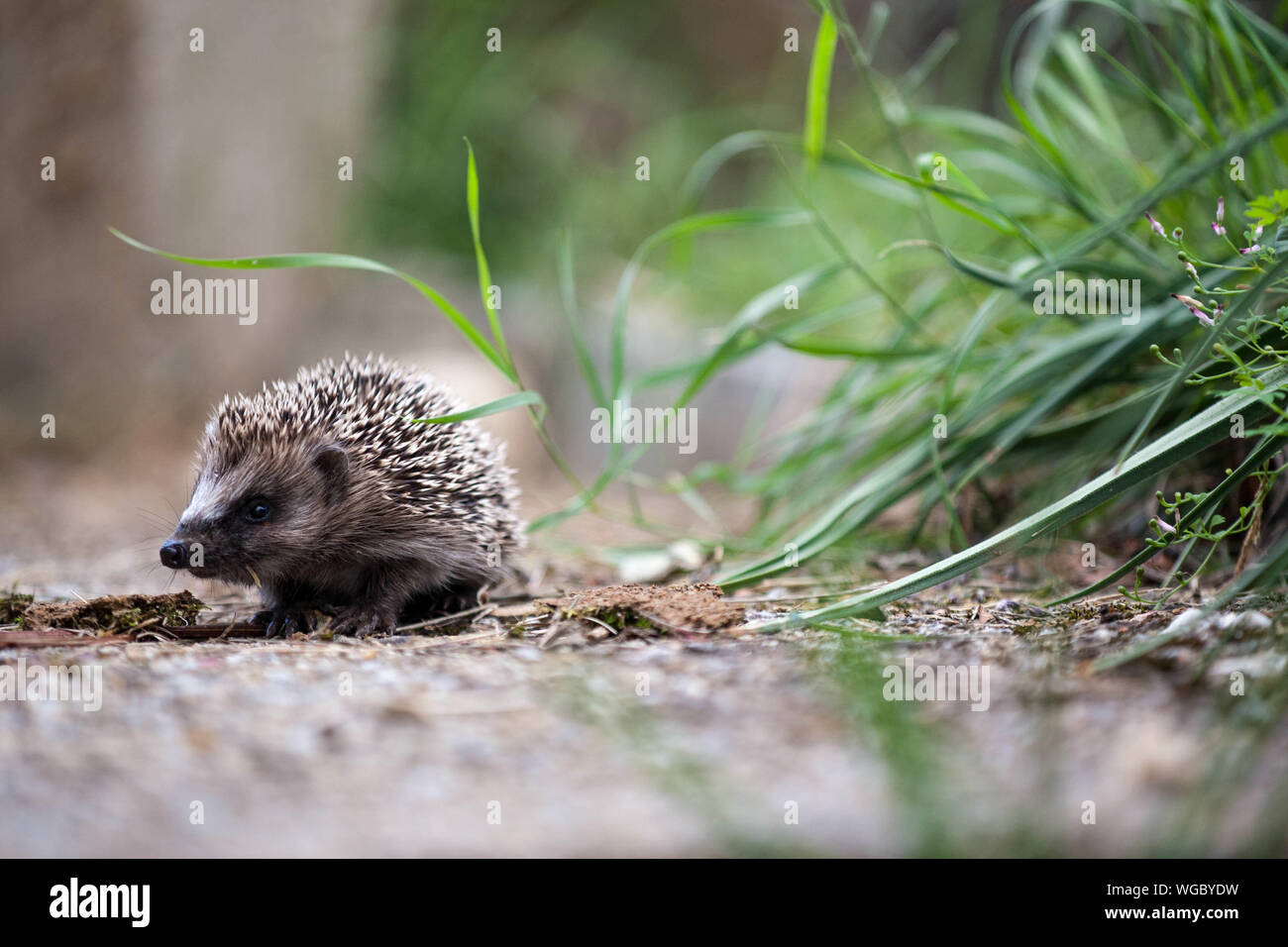 Hedgehog goes for a walk Stock Photo