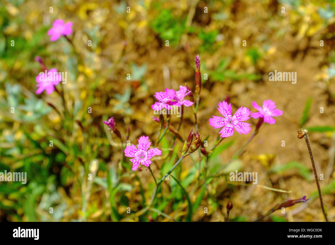 Wild Deptford Pink or Dianthus Armeria Stock Photo