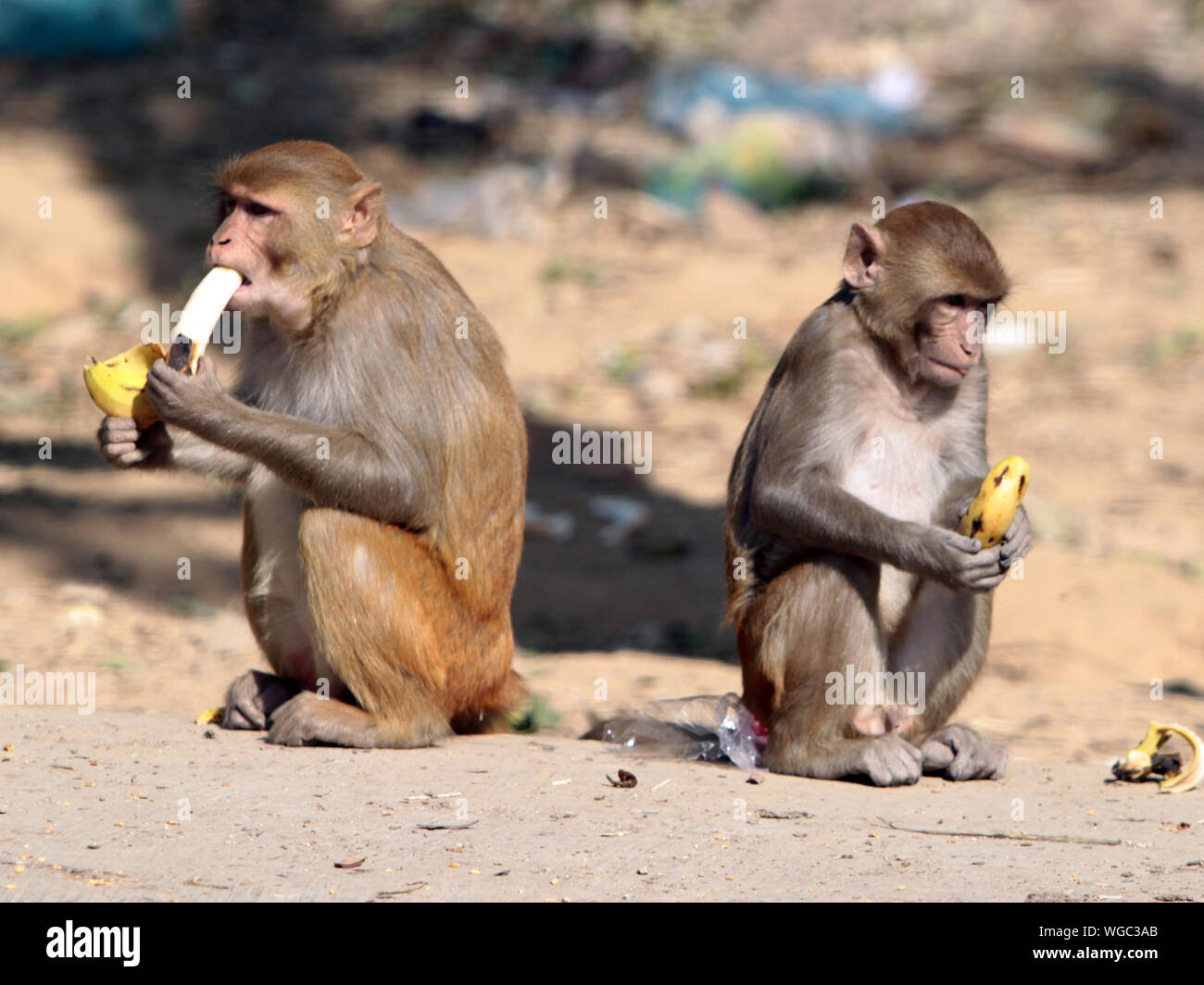 Monkeys drink hires stock photography and images Alamy