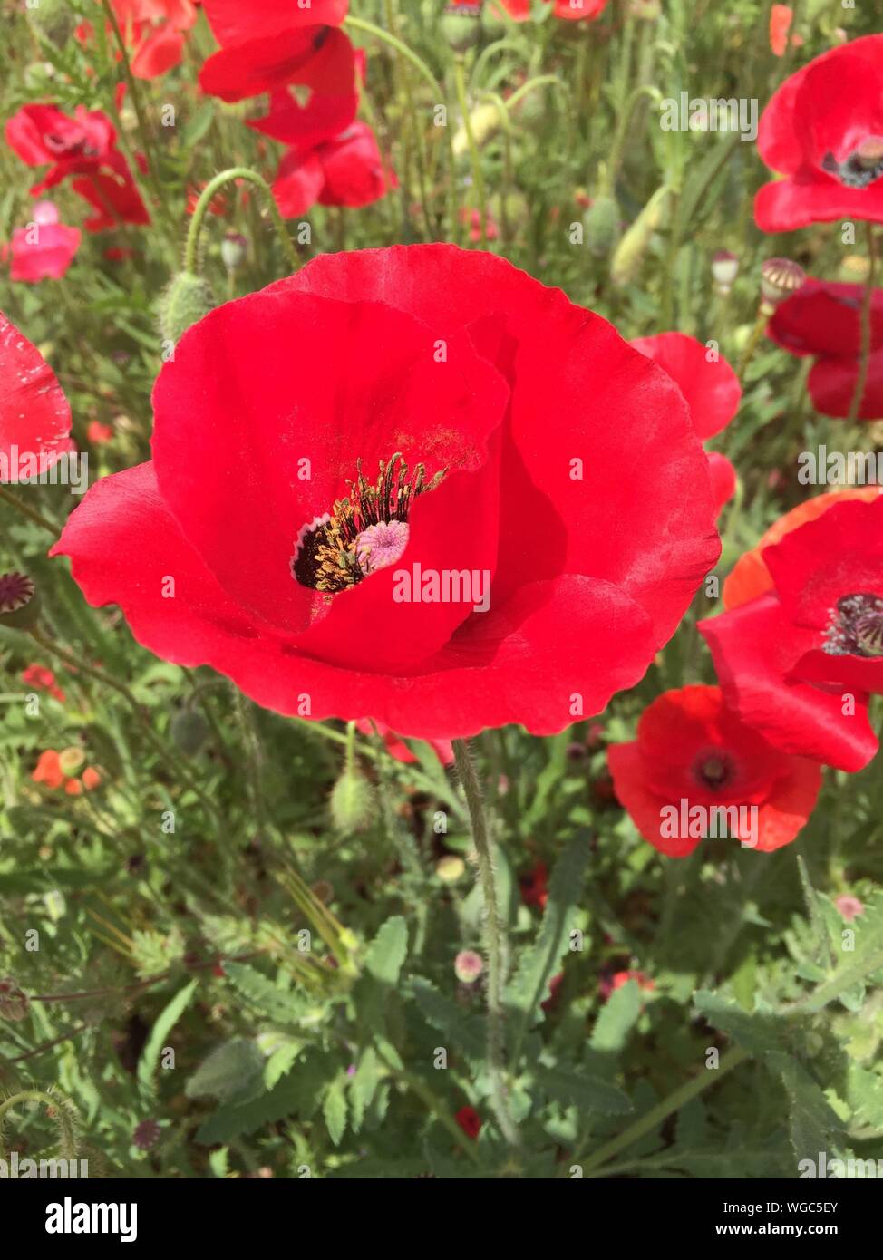 Poppies in bloom hires stock photography and images Alamy