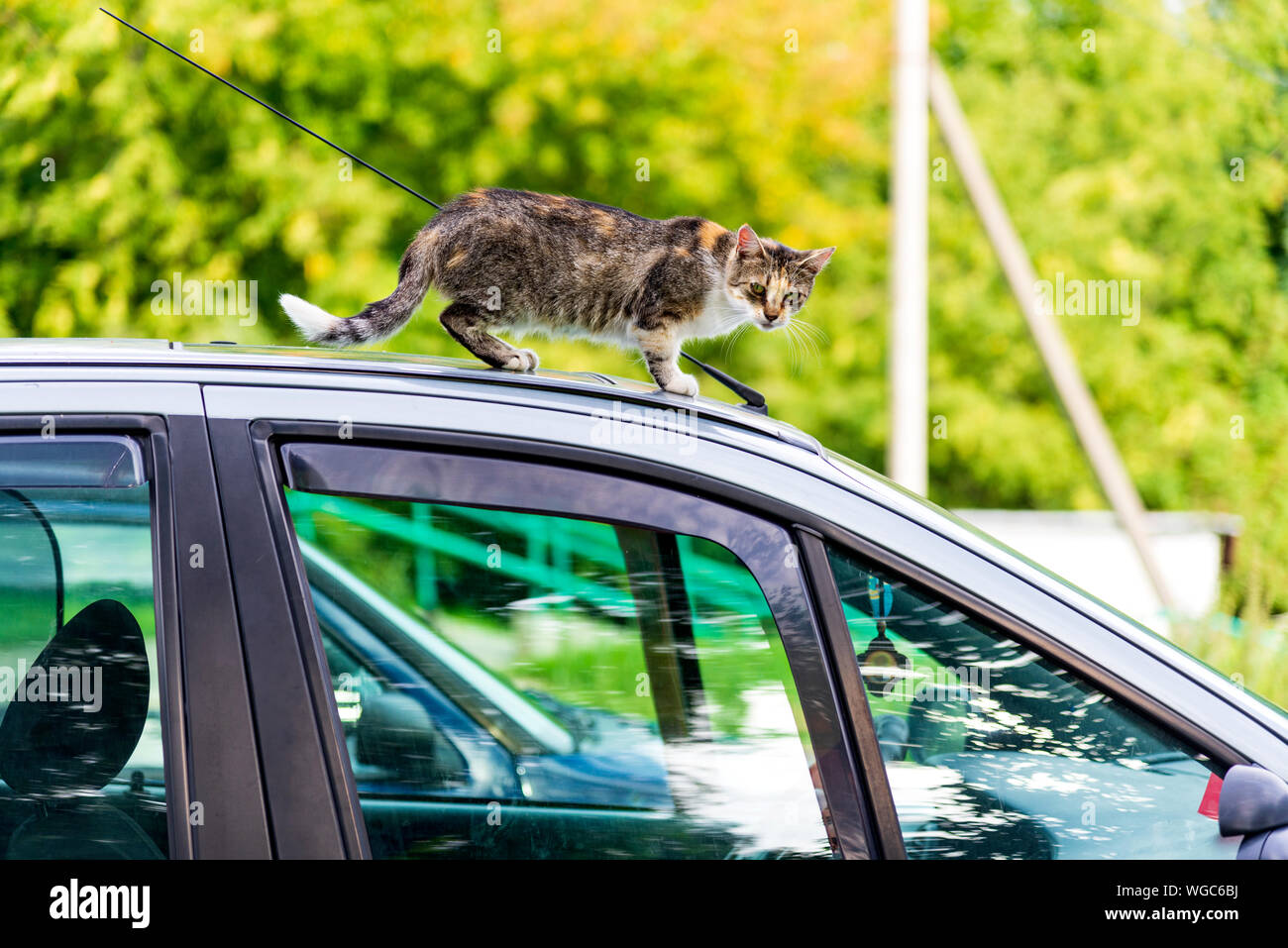 A cat on the car, a homeless cat climbed onto the roof of a car Stock Photo