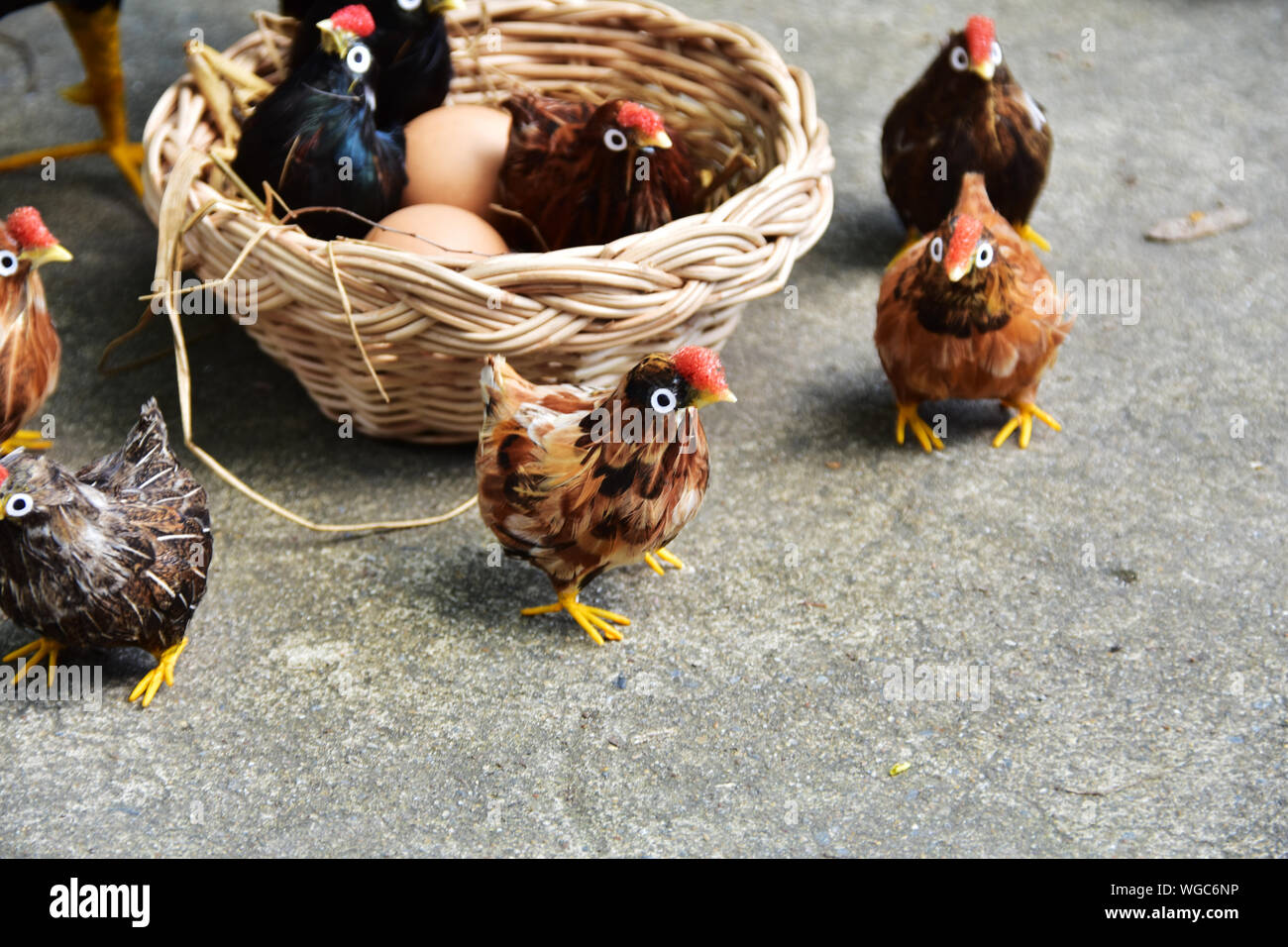 Baby bird on ground hires stock photography and images Alamy