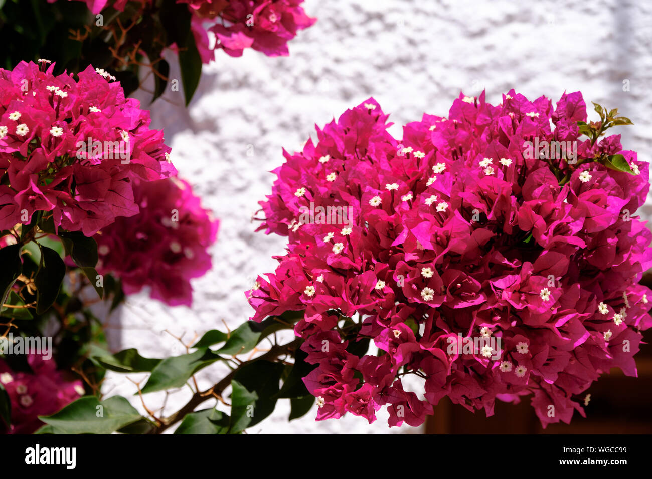 Bougainvillea in the mountain top village of Comares, Axarquia, Andalucia, Spain, Europe Stock Photo