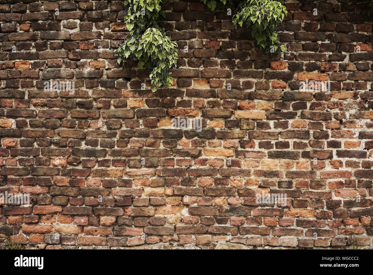 Tree growing against wall hires stock photography and images Alamy