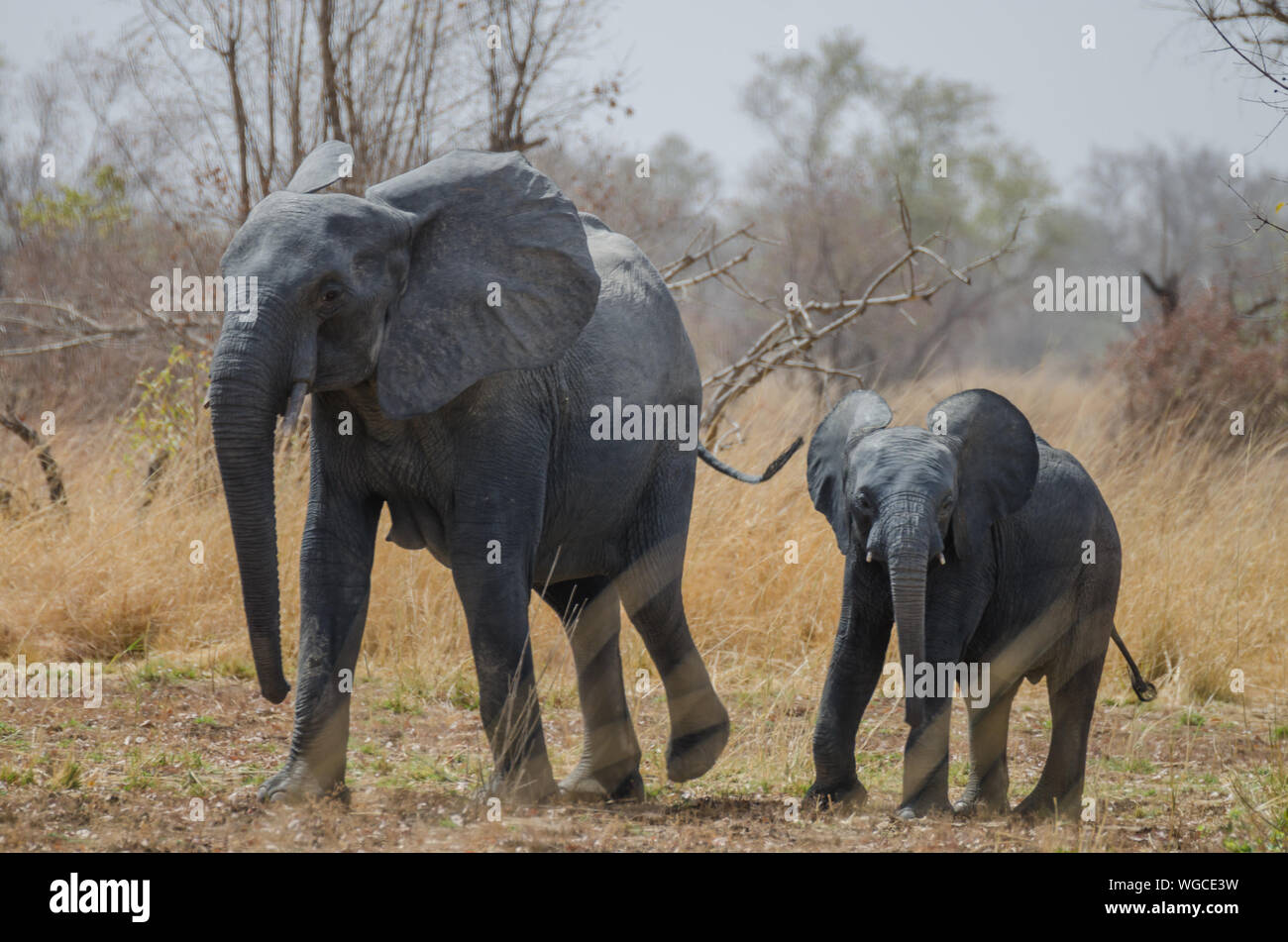African Elephant Mother Walking With Young Child In Pednjari National Park, Benin, Africa Stock Photo