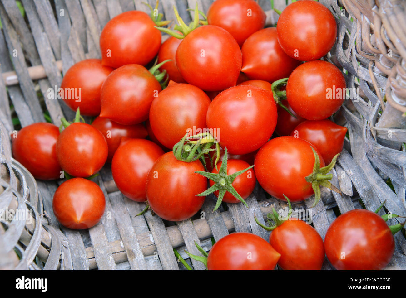 Freshly picked ripe red tomatoes from an allotment, piled in the corner of a woven basket Stock Photo
