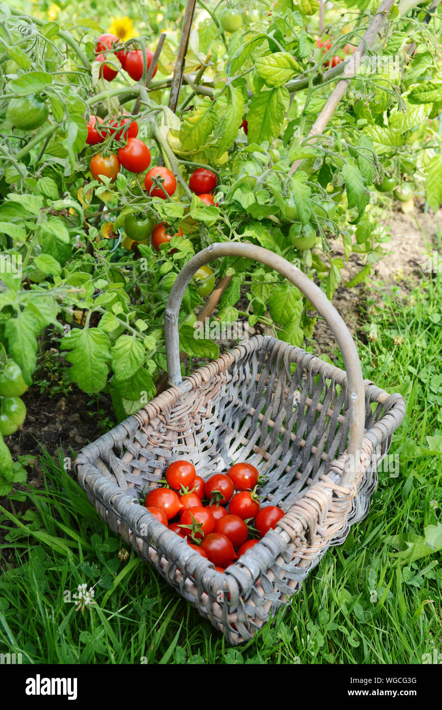 Red cherry tomatoes picked from tomato vines in a vegetable garden, gathered in a woven basket Stock Photo