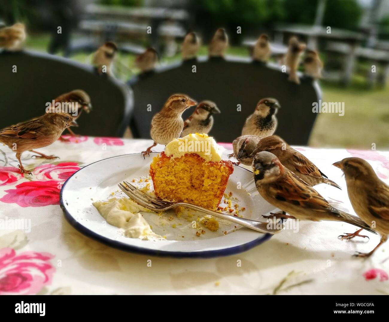 bird eating cake