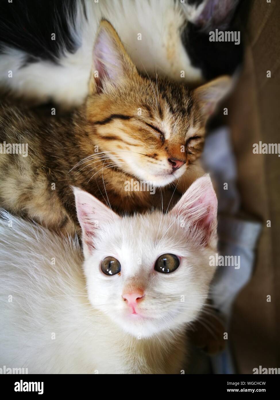 Portrait Of Kittens Stock Photo