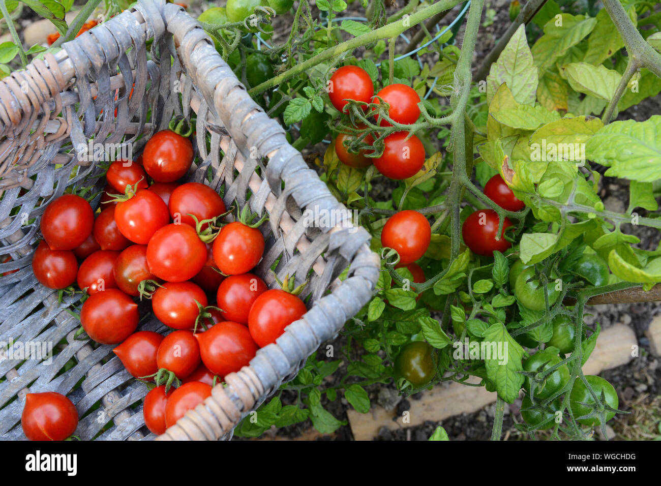 Picking ripe red tomatoes from the vine of a tomato plant into a half full woven basket in an allotment Stock Photo