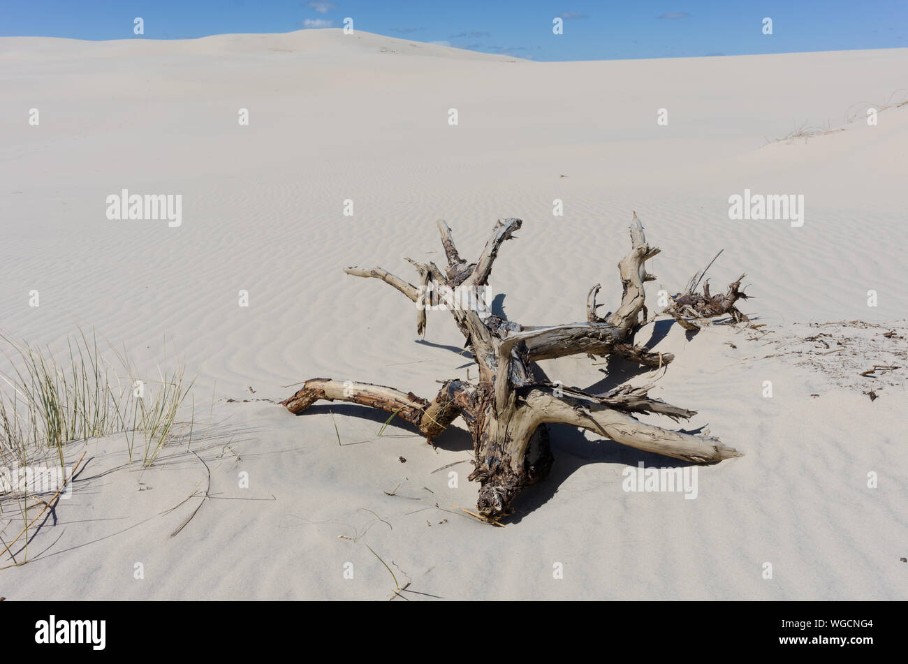 Dead Tree On Sand Dunes At Desert Against Sky Stock Photo