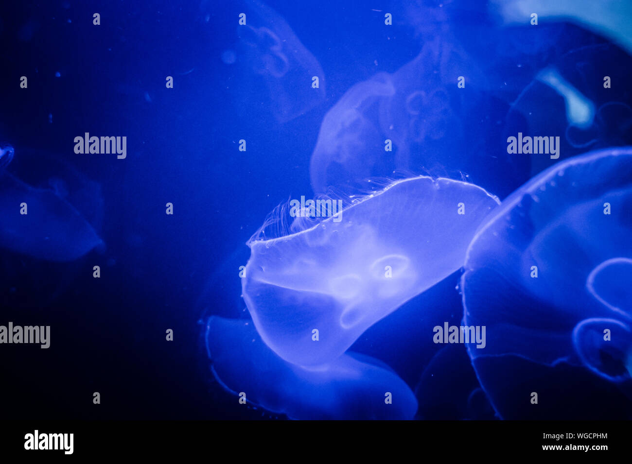 Closeup of beautiful jellyfish in aquarium Stock Photo