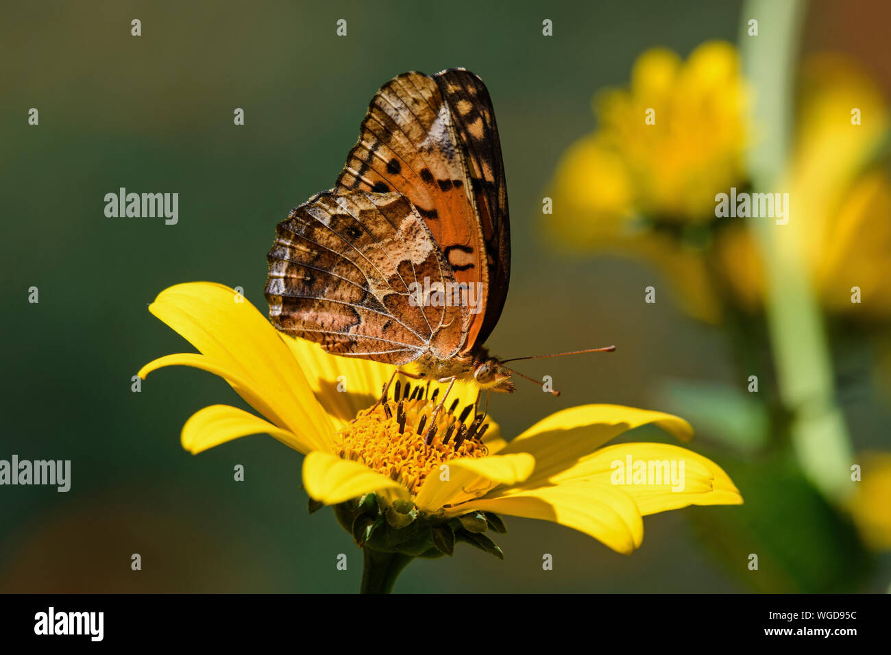 Euptoieta Claudia or variegated fritillary on perennial sunflower. It is a North and South American butterfly in the family Nymphalidae. Stock Photo