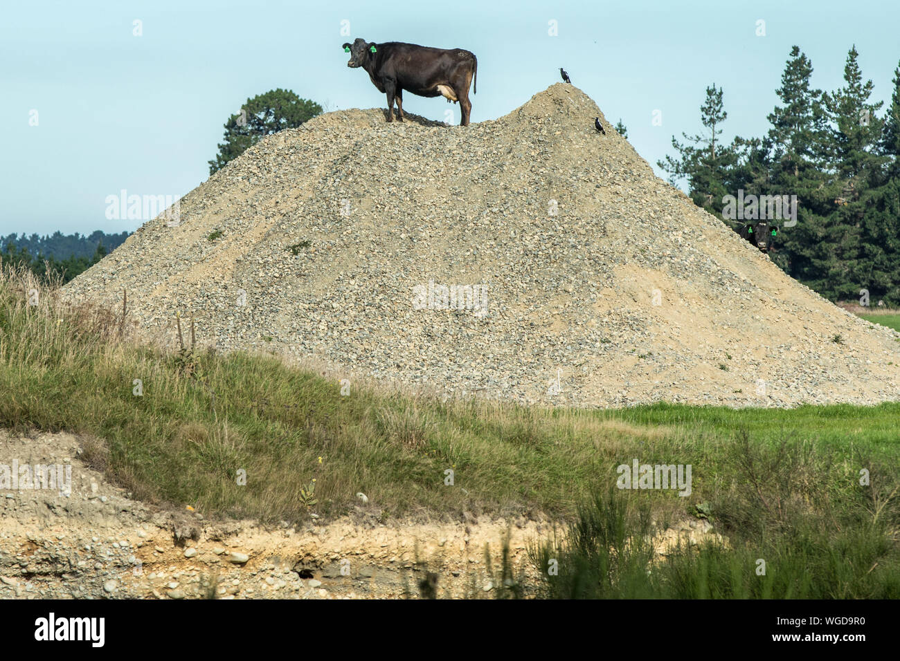Cow Standing On Top Of Sand Hill Stock Photo