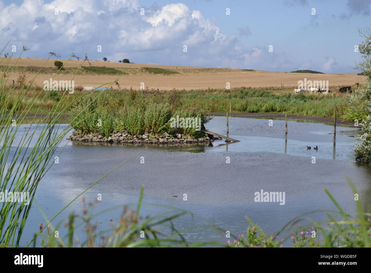 Buckton Village Pond - Yorkshire - UK Stock Photo - Alamy