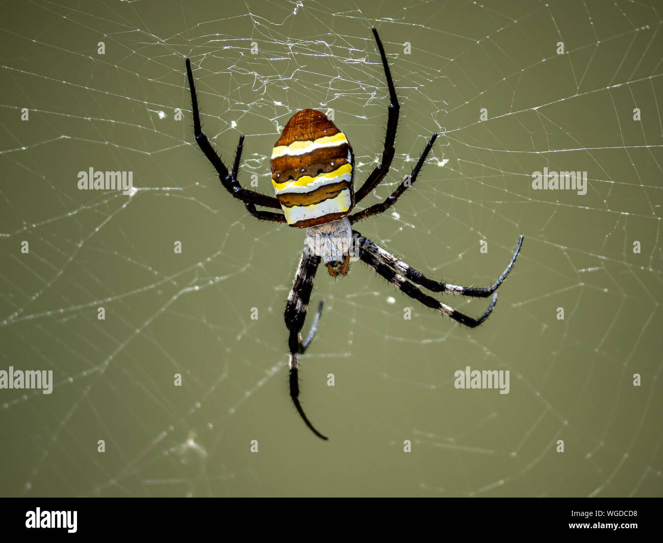 Angiope A large argiope amoena spider sits in its web among the long grass ...