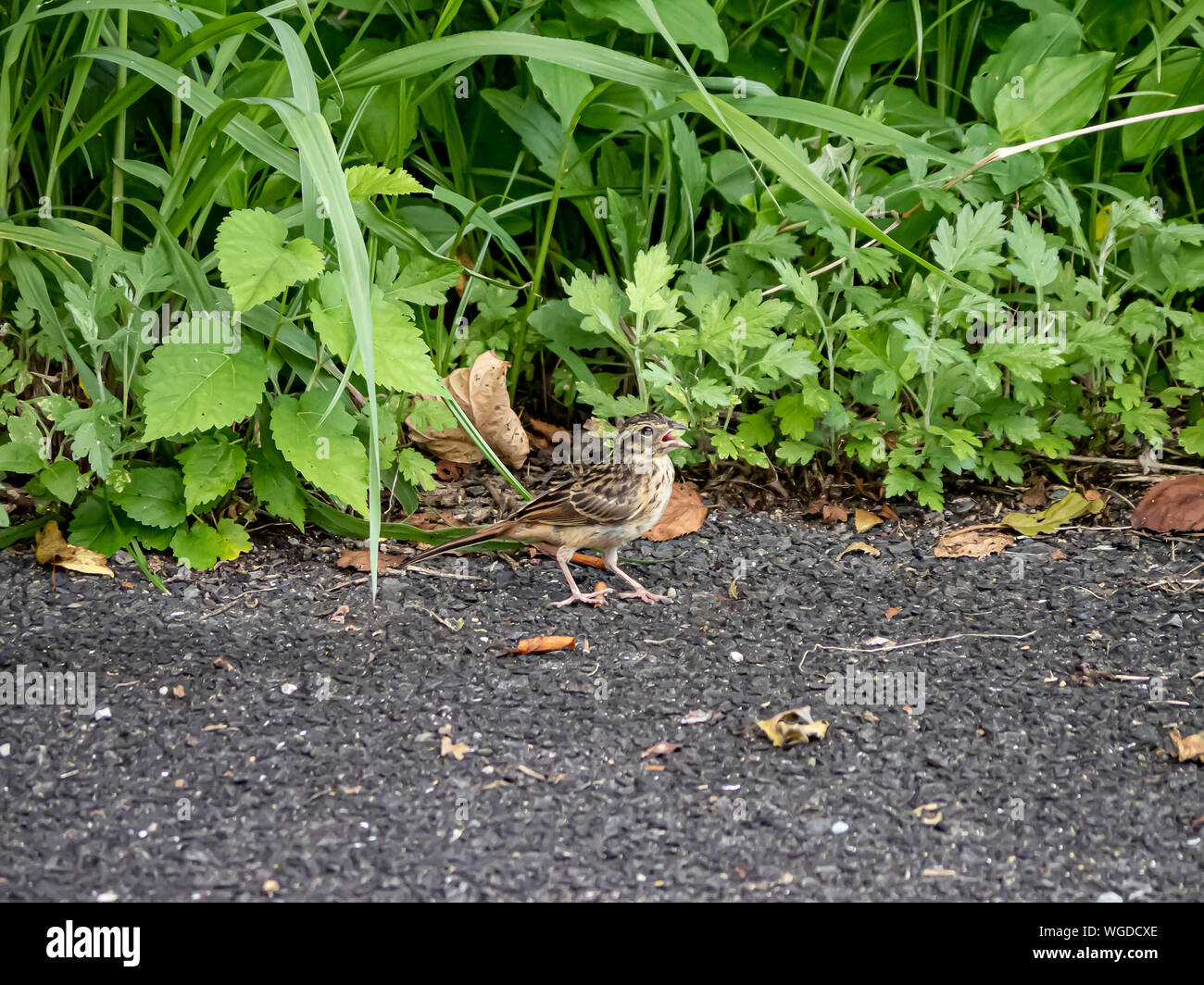 A Japanese skylark, Alauda arvensis, stands along a country road in Saza Village, Japan. Stock Photo