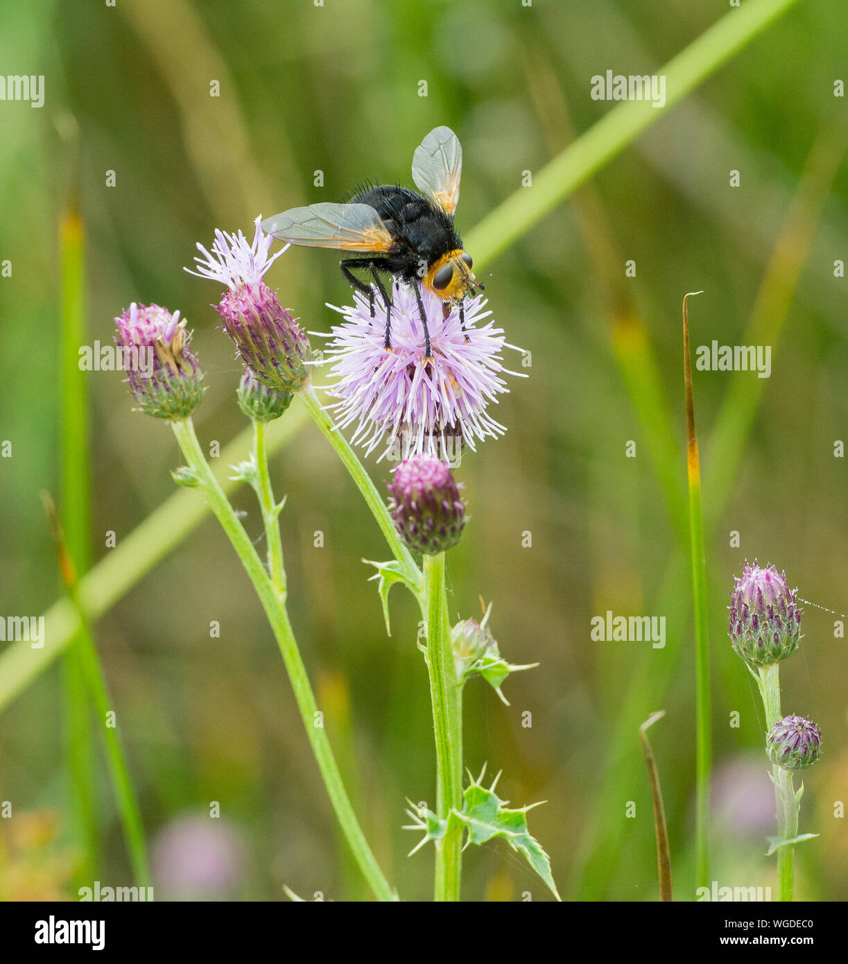 Giant Tachinid Fly (Tachina grossa) on a pink thistle flower. Stock Photo
