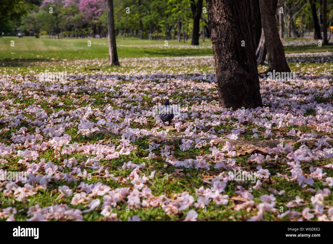 Petals In The Ground Stock Photos & Petals In The Ground Stock Images