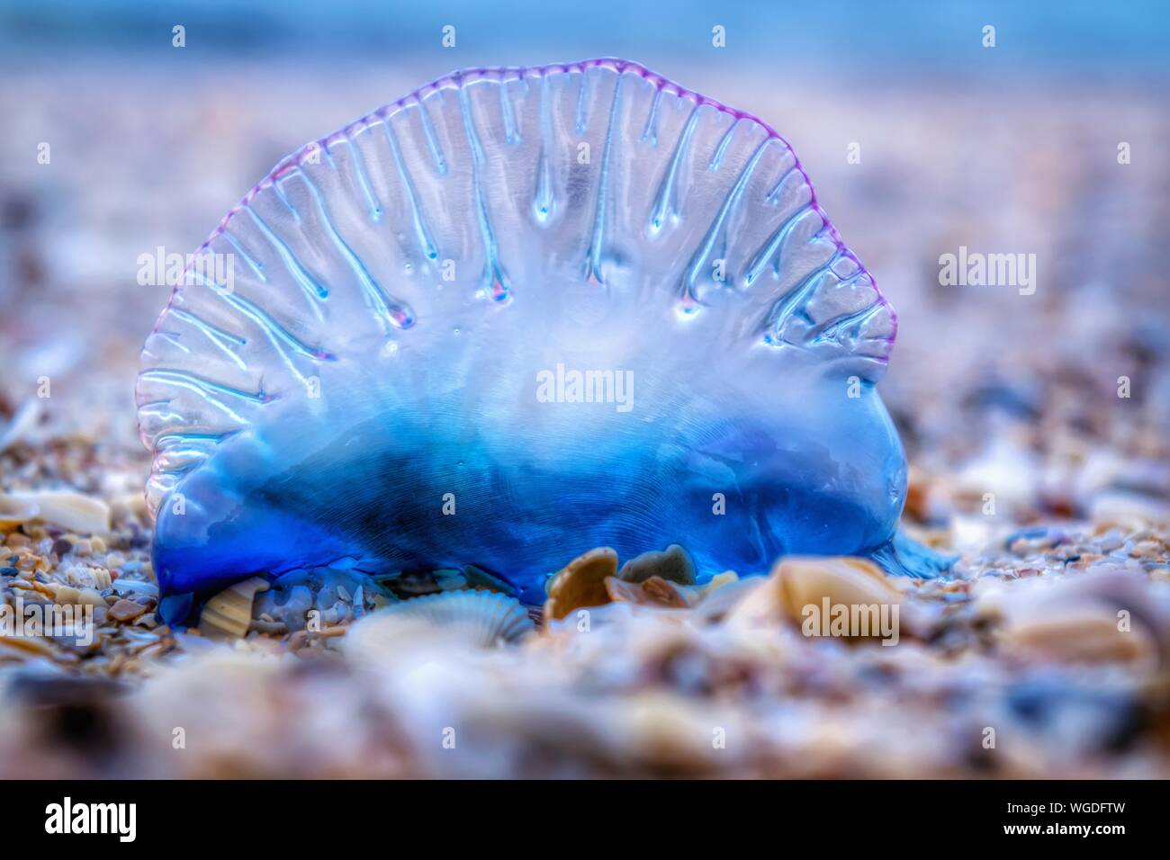 Portuguese man o war underwater hi-res stock photography and images - Alamy