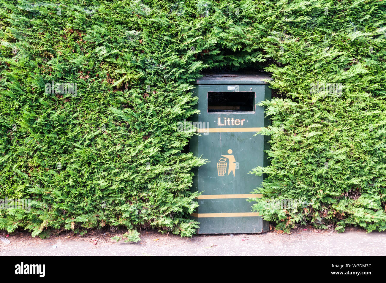 A hedge trimmed around a litter bin. Stock Photo