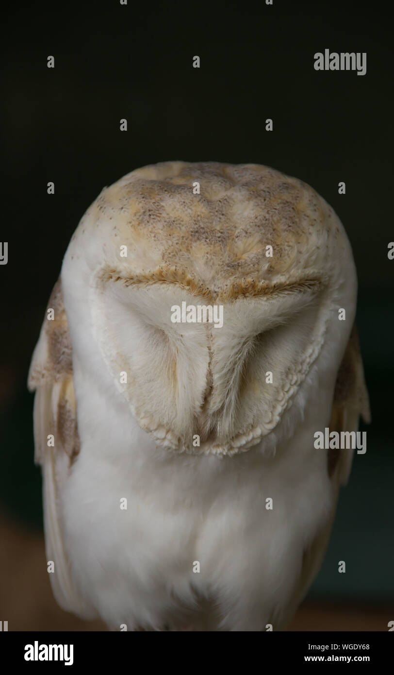 Close-up Of Barn Owl Against Black Background Stock Photo